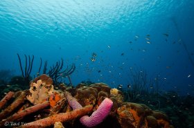 Reef – Bonaire