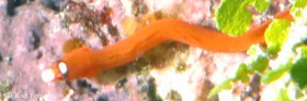 Hemphilli -  Islamorada