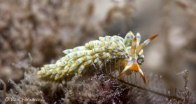 Cuthona caerulea - Jupiter