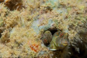 Two Tessellated Blennies – Lauderdale By the Sea