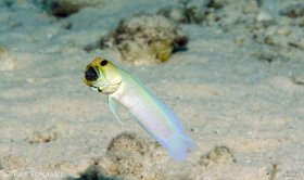 Yellowhead Jawfish -  Bonaire