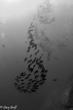 Endless Schools of fish at Roca Partida, Socorro.  I just loved all of the visual movement with the multiple groups of fish.