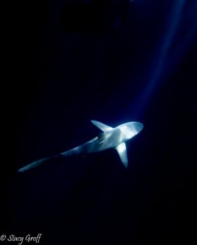 Silky Shark lit by flashlight at night, Socorro