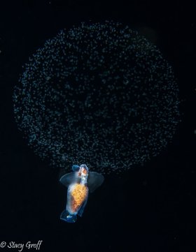 Spawning Sea Angel, West Palm Beach Blackwater