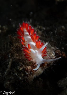 Flabellina Dushia,  Blue Heron Bridge