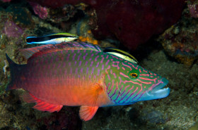 Linedcheeked Wrasse with two Bluestreak Cleaner Wrasse, Anilao, Philippines