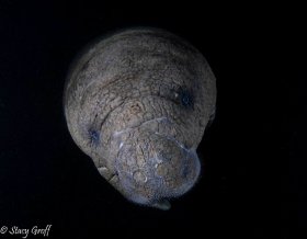Manatee at Dawn, Crystal River, FL