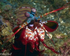 Peacock Mantis Shrimp, Lembeh