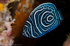 Juvenile emperor angelfish - Pomacanthus imperator. Photographed in Ambon, Indonesia.