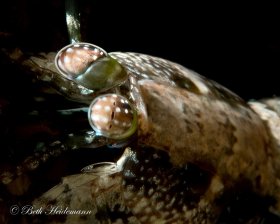 Mantis shrimp