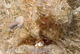 Frogfish