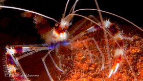 Banded coral shrimp