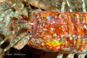 Bobbit worm