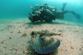 Diver with flying gurnard