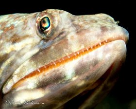 Lizardfish