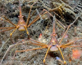 Yellowline arrow crabs