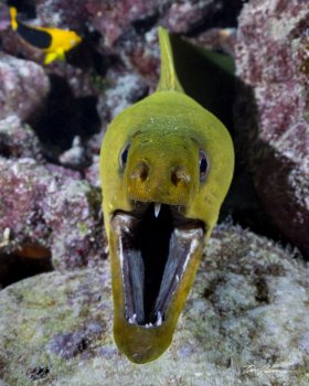 Moray Eel. Key Largo, FL