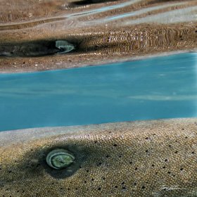 Rothko (reflection of nurse shark eye). Bimini, The Bahamas