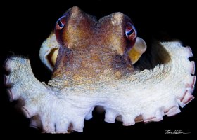 Common Octopus. Blue Heron Bridge, FL