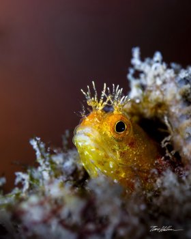 Golden Roughhead Blenny. Blue Heron Bridge, FL