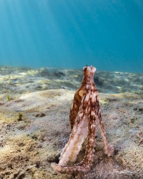 Atlantic Longarm Octopus. Blue, Heron Bridge, FL