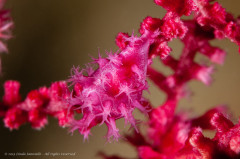 Gorgeous allied cowry on soft coral (Eizo’s Ovulid - Dentiovula eizoi). Photographed in Ambon, Indonesia.