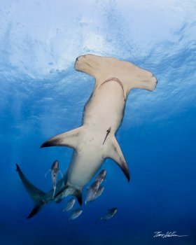Great Hammerhead. Bimini, The Bahamas