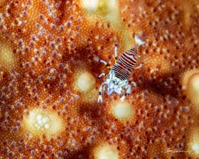 Bumblebee Shrimp on Starfish. Blue Heron Bridge, FL