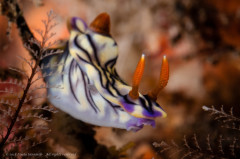 Hypselodoris zephyra nudibranch. Photographed in Bali, Indonesia (Tulamben area).
