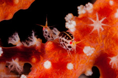 Ladybug amphipod – Cyproideidae. Photographed in Bali, Indonesia (Tulamben area).