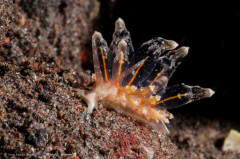Exotic and fragile-looking nudibranch (Eubranchus sp.). Photographed in Bali, Indonesia (Tulamben area).