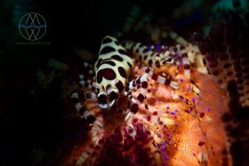 Three Best Friends, Lembeh Strait, Coleman shrimp and fire urchin