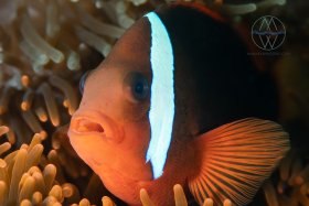 Together, Lembeh Strait, anenome fish in its habitat