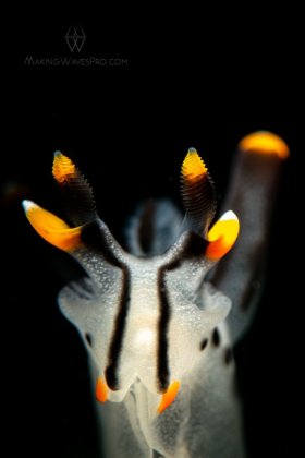Gotta Cath Em All, Lembeh Strait, Pikachu nudibranch