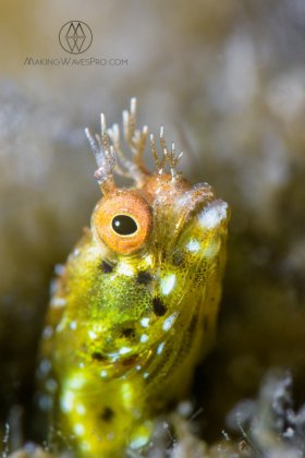 Bad Hair Day	Blue Heron Bridge, local roughhead blenny