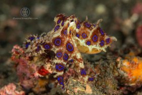 Blue Rings, Lembeh Strait, blue ring octopus