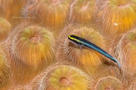 Coral Goby, Curaçao, cleaner goby and coral