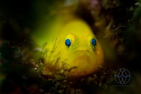 Black & Yellow,  Lembeh Strait, yellow pygmy goby