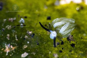 Sheep in the Meadow, Lembeh Strait, Shawn the Sheep nudibranchs in abundance