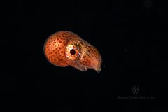 Chow Time, Palm Beach, pelagic octopus scarfs down a meal