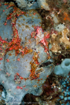 Giant frogfish (Antennarius commersoni). Photographed in Bali, Indonesia (Tulamben area).