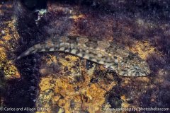 Tomicodon petersii, Hourglass clingfish, Las Perlas, Panama
