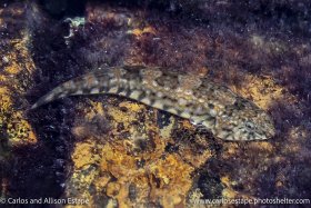 Tomicodon petersii, Hourglass clingfish, Las Perlas, Panama