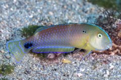 Xyrichtys perlas, Panamanian razorfish, Coiba, Panama