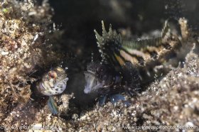 Emblemaria piratica, Sailfin signal-blenny, Coiba, Panama