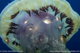 Hemicaranx leucurus Yellowfin jack, juvenile, jellyfish, Las Perlas, Panama