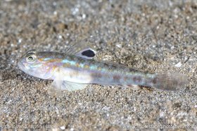 Bollmannia marginalis, Apostrophe goby, Coiba, Panama
