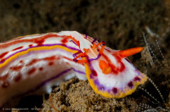 A colorful nudi with a matching shrimp hitch-hiker (Hypselodoris kaname with Emperor Shrimp - Periclimenes imperator). Photographed in Ambon, Indonesia.