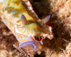 Felimare juliae