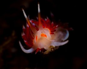 Cratena Minor